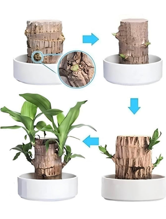 LUCKY BRAZIL WOOD POTTED PLANT