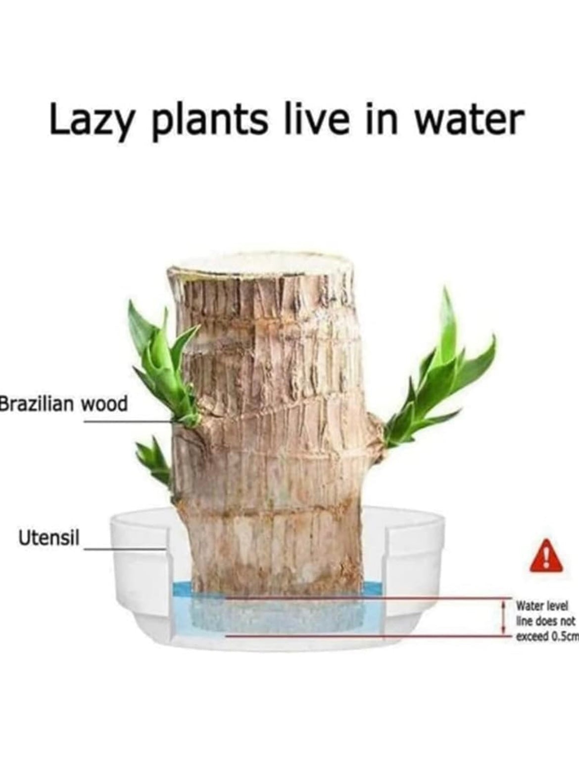 LUCKY BRAZIL WOOD POTTED PLANT