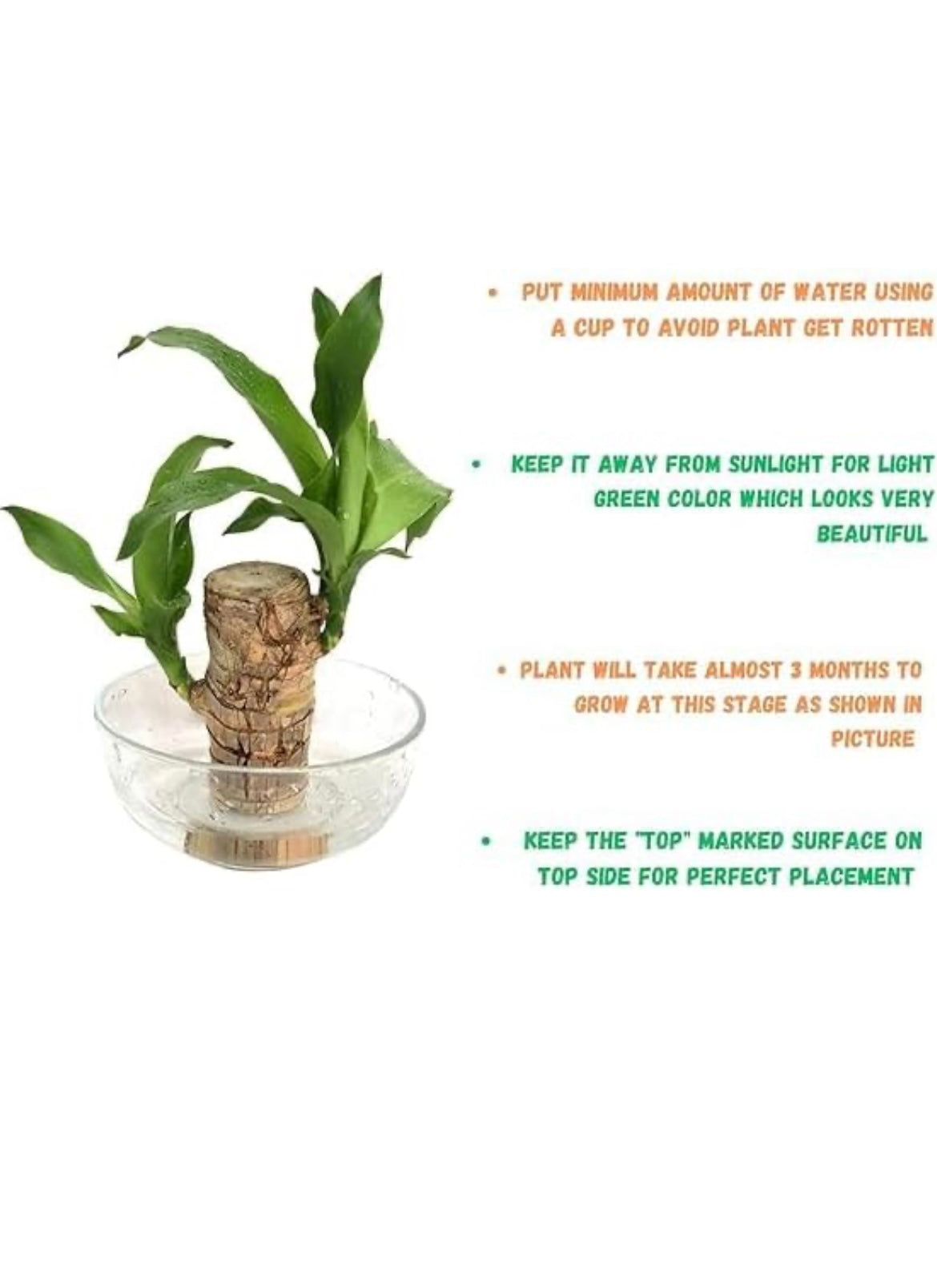 LUCKY BRAZIL WOOD POTTED PLANT