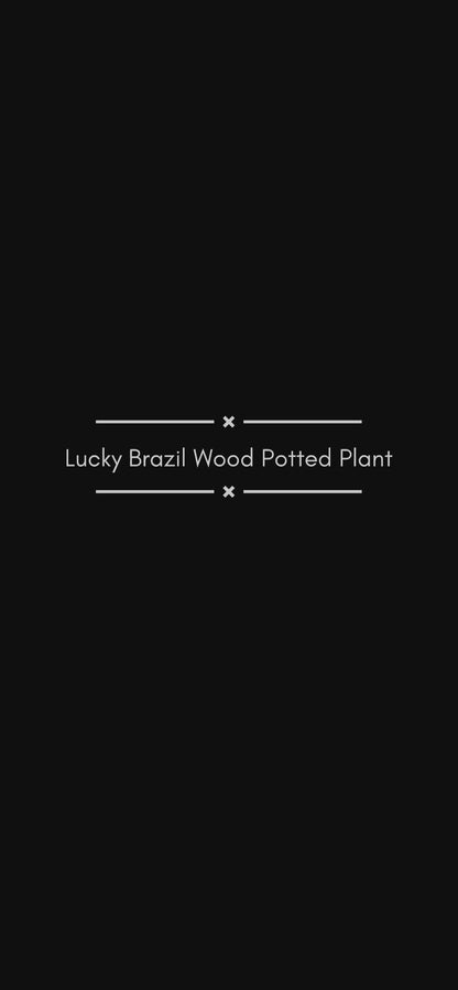 LUCKY BRAZIL WOOD POTTED PLANT